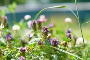 close up of purple meadow flowers in the garden photo