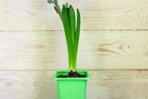 Blue hyacinth flower closed bud in green transportation op on wooden background. Copy space. photo