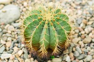 close up of cactus among stones photo