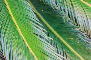 Green leaves of coconut palm tree. Natural summer background photo