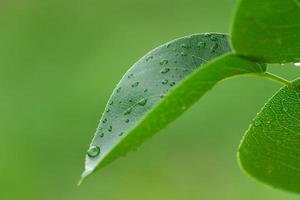 hoja de cerezo verde con gotas de agua. fondo de follaje foto