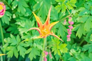 close up of beautiful blooming orange tulip flower, top view photo