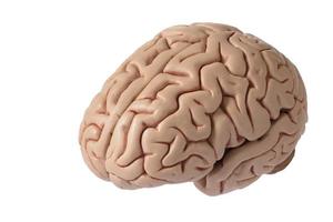 Artificial human brain model on white background photo
