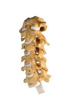 columna cervical humana artificial foto