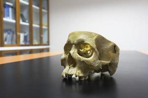 Skull model on the table in the library photo