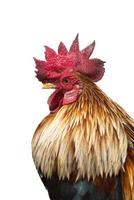 A beutiful hen on the white background photo