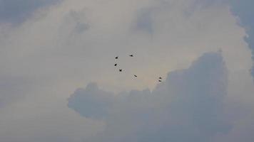 PICTURE OF BIRDS TOUCHING THE SKY photo