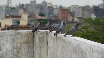 picture of pigeons sitting on rooftop. photo