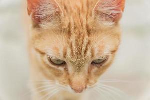 stray ginger cat close up photo