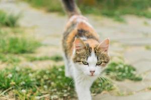 stray multicolored cat walking on the street in countryside. photo