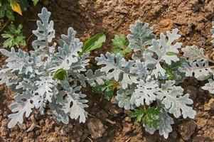 Silver Ragwort Senecio Bicolor Evergreen Flower Plant. Top view photo