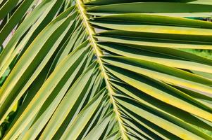 natural background of tropical palm leaf. photo