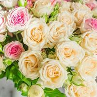 hermoso fondo de rosas rosadas y beige. tarjeta de felicitación para vacaciones foto
