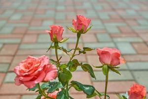 hermosas rosas rosas florecen en el jardín. paisaje del patio trasero del campo. foto
