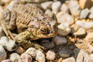 Cerca de la rana común europea rana temporaria sentada sobre piedras foto