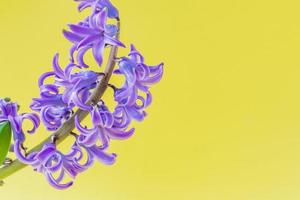 close up of Blooming Blue hyacinth flower on yellow background. photo