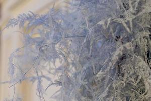 winter background. Close up of frosted branches, christmas and new year consept photo