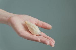 beautyful seashell in woman hand. close up photo