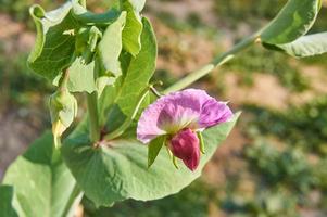 close up of pink blooming pea flower, pisum sativum photo