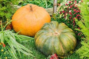 orange and green pumpkins in a colorful flower bed, autumn harvest photo