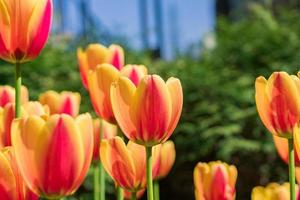 background of bright blooming yellow and orange tulips photo