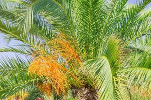 Blooming of Trachycarpus. Yellow flowers on windmill palm tree photo