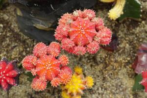 top view of blooming red and yellow cacti. natural baclground photo