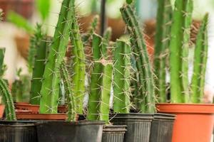 plenty of cacti in black and brown plastic pots. Domestic gardening. photo