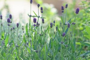 Clsoe up of lavender field. Natural floral background photo