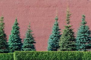 Red kremlin Wall and pine trees, Background photo