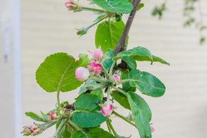 close up of blooming apple tree in the courtyard in a sunny spring day photo