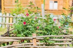 blooming rose bush in self made flowerbed in the countryside photo