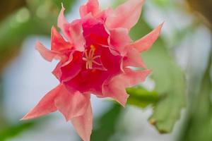 close up of pink cactus fllower. Blooming tropical plant. photo