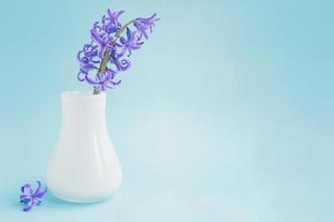 Beautiful blooming hyacinth in white glass vase on blue background with copy space. Spring bouquet for interior decoration photo