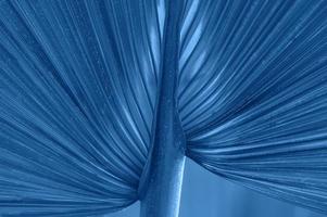 Trend color 2020 classic blue, palm leaf background for design. photo