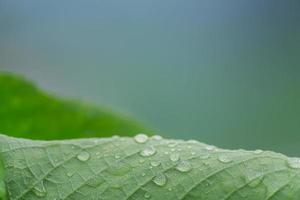 parte trasera de la hoja de cerezo verde con gotas de agua. fondo de follaje foto