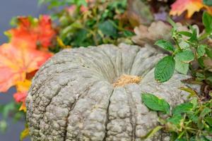 close up of big grey pumpkin. Selective focus photo