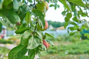 Red delicious apple. Shiny delicious apples hanging from a tree branch in an apple orchard photo