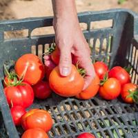 Woman hand harvesting Fresh organic tomatoes in a box. New crop of tasty vegetables just picked in a plastic container photo