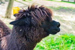retrato de alpaca negra sucia en la granja foto