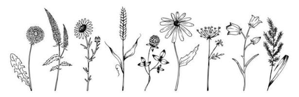 Hand drawn wildflowers set in realistic style. Wildflowers sketch. Outline.