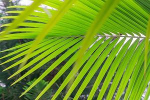 Green tropical leaf background texture. photo