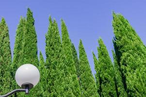 Street vintage lantern on background of blue sky and huge cypresses. photo