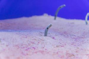 spotted garden eel in the sand photo