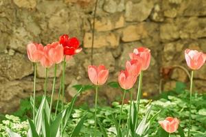 blooming pink tulips against stone wall. Spring garden photo