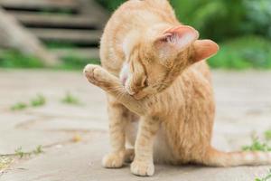 stray ginger cat sitting on the road photo