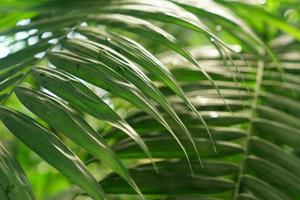 close up of palm leaves in tropical forest, floral background photo