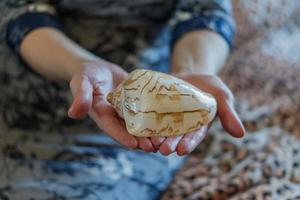 big seashell in woman's hands photo