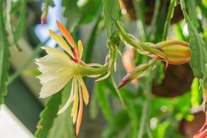 close up of white cactus fllower. Blooming tropical plant. photo