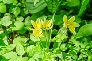 primer plano de tulipán amarillo sobre fondo verde. fondo de flores. paisaje de jardín de verano foto